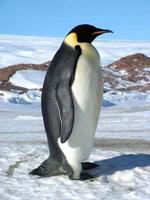 pingüinos emperador en el hielo de la antártida foto