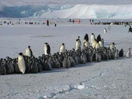 pingüinos emperador en el hielo de la antártida foto