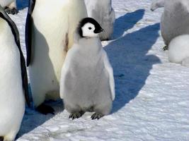 emperor penguins in the ice of Antarctica photo