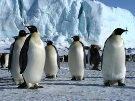 pingüinos emperador en el hielo de la antártida foto