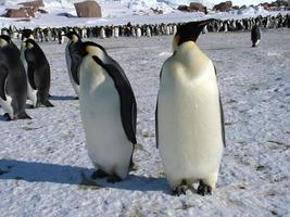 pingüinos emperador en el hielo de la antártida foto