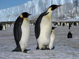 pingüinos emperador en el hielo de la antártida foto