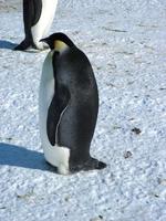 emperor penguins in the ice of Antarctica photo