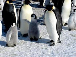 pingüinos emperador en el hielo de la antártida foto