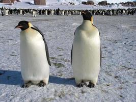 pingüinos emperador en el hielo de la antártida foto