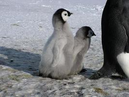 emperor penguins in the ice of Antarctica photo