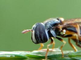 Close up macro of hoverfly on green background. photo