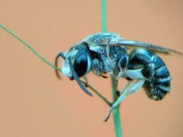 Cerrar macro de abeja sobre fondo marrón. foto