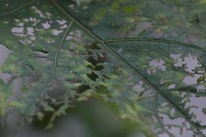 hojas devoradas por las orugas foto