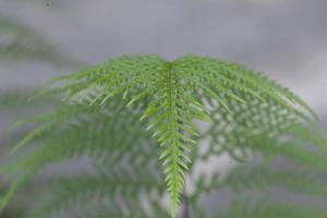 textura de hojas verdes foto