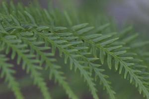 Green Leaves Texture photo