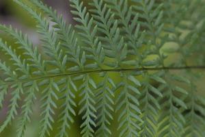 Green Leaves Texture photo