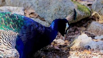 bellissimo pavone elegante colorato a ialysos rhodes grecia. video