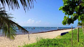 plage naturelle mexicaine tropicale avec forêt playa del carmen mexique. video