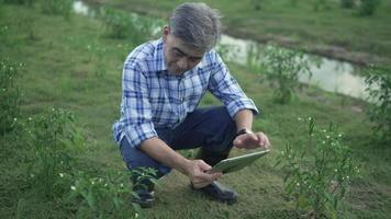 Asiatischer Senior mit Tablet, kariertem Hemd und langfüßigen Stiefeln inspizieren die Produkte der Chilipflanze auf seiner Farm. video