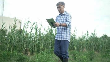 Granjero asiático del hombre mayor que sostiene la tableta digital que trabaja en la granja inteligente del campo en un campo con el maíz. concepto de agricultura. trabajando en el campo de la cosecha de cultivos. anciano granjero se dedica a la agricultura. video