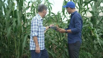 Farmer and Senior businessman, business partners make a deal, in a wheat field, using a digital tablet. Two farmers man and woman work together. Agricultural business concept, companions video