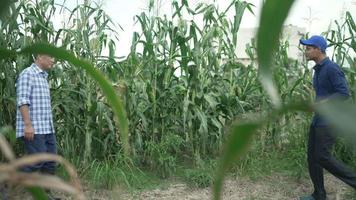 agricoltore e uomo d'affari anziano, i partner commerciali fanno un accordo, in un campo di grano, utilizzando una tavoletta digitale. due contadini, uomo e donna, lavorano insieme. concetto di business agricolo, compagni video