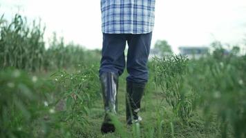 fazendeiro em câmera lenta com botas de borracha que caminha por um milharal. pés de fazendeiro em botas de borracha no milho. conceito de agricultura. agricultor com botas de borracha em um campo de pimenta. pimenta de negócios agrícolas