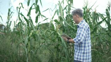 fazendeiro asiático sênior segurando tablet digital trabalhando em fazenda inteligente de campo em um campo com milho. conceito de agricultura. trabalhando na colheita de campo. velho fazendeiro do sexo masculino está engajado fazenda na agricultura. video