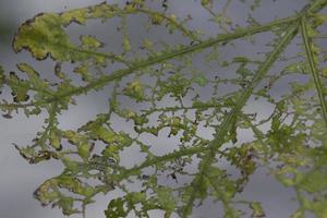 Leaves Eaten by Caterpillars photo