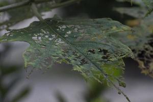 hojas devoradas por las orugas foto