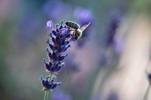 una abeja sentada en un arbusto de lavanda. foto