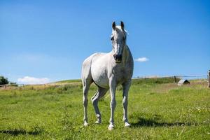 caballo blanco contra el cielo azul foto
