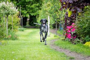 German pointer. Hunting dog in motion. photo
