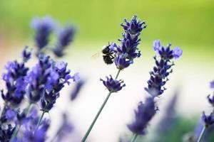 una abeja sentada en un arbusto de lavanda. foto