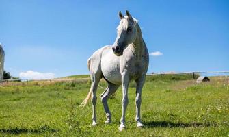 Silueta de un gran caballo blanco contra un cielo azul y pasto verde foto