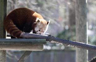 Red panda, a portrait of a wild animal. Ailurus fulgens.