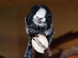 White-fronted marmoset, portrait of a monkey photo