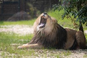 león acostado en el zoológico foto