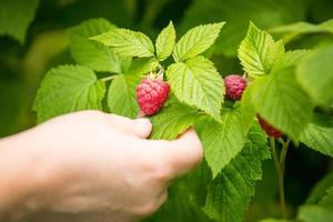 Raspberry bush. A hand holding a fruit in the garden.