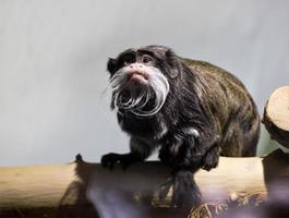 Imperial Tamarin, portrait of a little monkey photo