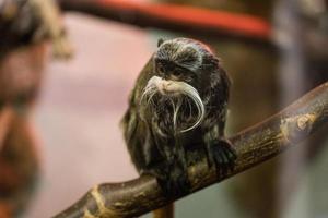 Imperial Tamarin, portrait of a little monkey photo