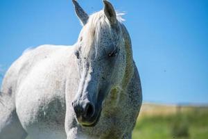 A portrait of a white horse close shot against blue sky photo