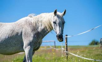 Photo of a white horse looking into the lens on a background of blue sky and fields