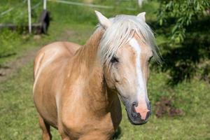 un joven pony marrón con una melena blanca foto