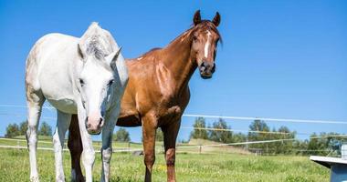 White and brown free range horse photo