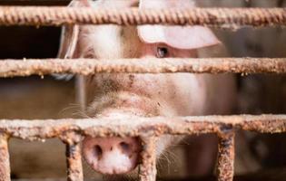 Pig breeding. Pig behind bars photo