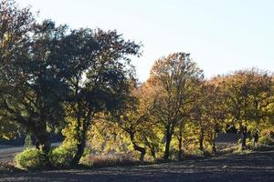 Tuscanian Landscape Theme photo