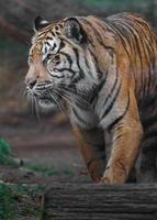 Sumatran tiger in zoo photo