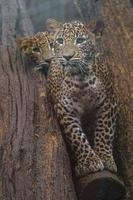 leopardo de Sri Lanka foto