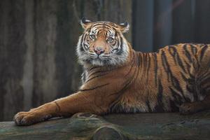 retrato de tigre de sumatra foto