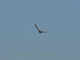 Fauna in the Albufera of Valencia, Spain photo