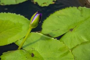 Beautiful waterlily or lotus flower in pond. photo