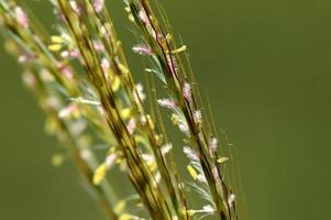 Grass, branch with leaves and Beautiful spring flowers, blur photo