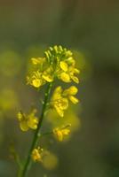 flores de mostaza que florecen en la planta en el campo agrícola con vainas. de cerca. foto